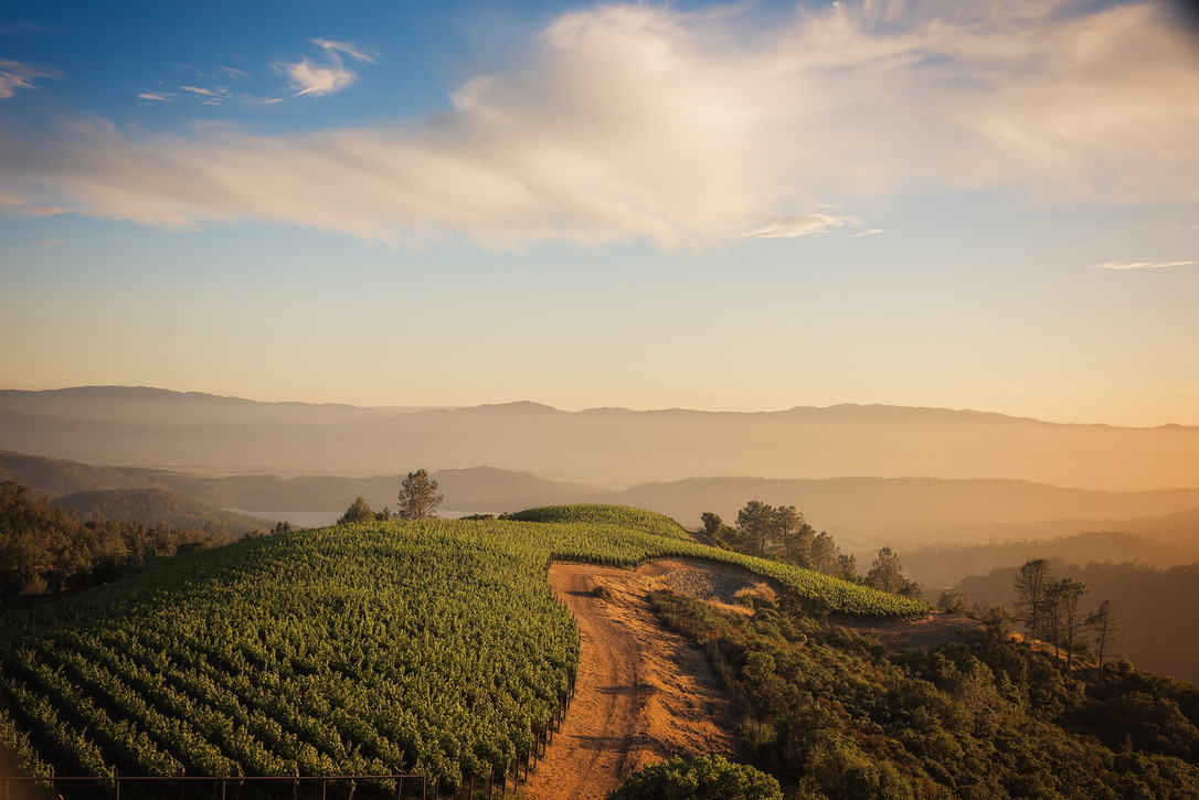 Vineyard road climbing a hillside